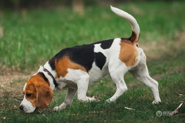随人类步行打猎，擅长追野兔的可爱比格犬（米格鲁猎兔犬）图片 第7张