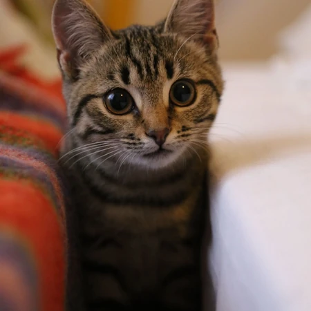 聪明可爱狸花猫图片