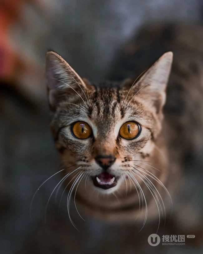 聪明可爱狸花猫图片 第7张