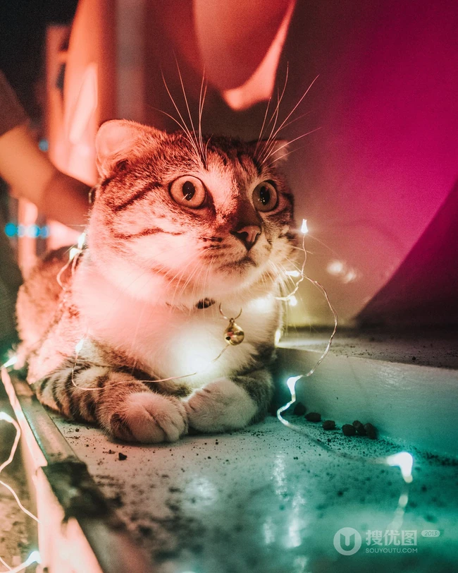 聪明可爱狸花猫图片 第2张