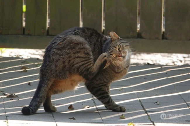 聪明可爱狸花猫图片 第3张