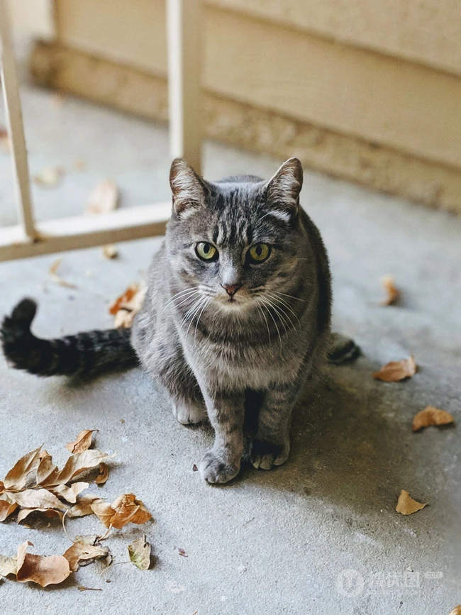 聪明可爱狸花猫图片 第4张