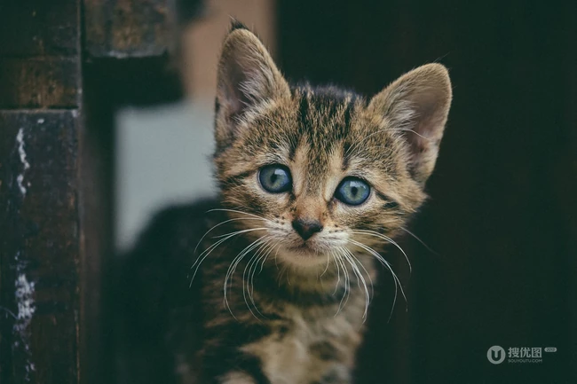 聪明可爱狸花猫图片 第9张