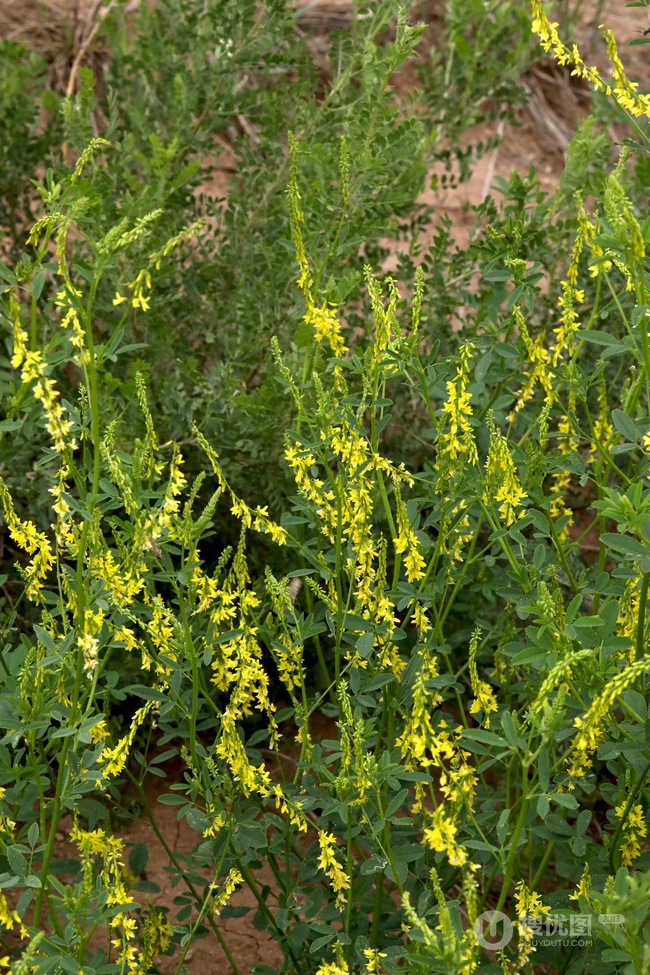 开着黄色小花的二年生草本植物草木犀图片