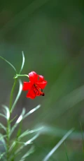 美丽娇艳的山丹花，有斑百合花图片