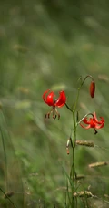 美丽娇艳的山丹花，有斑百合花图片