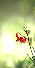 美丽娇艳的山丹花，有斑百合花图片