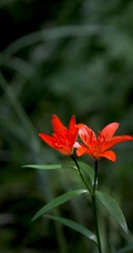 美丽娇艳的山丹花，有斑百合花图片