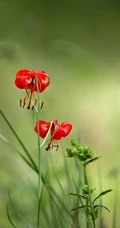 美丽娇艳的山丹花，有斑百合花图片