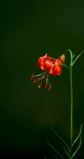 美丽娇艳的山丹花，有斑百合花图片