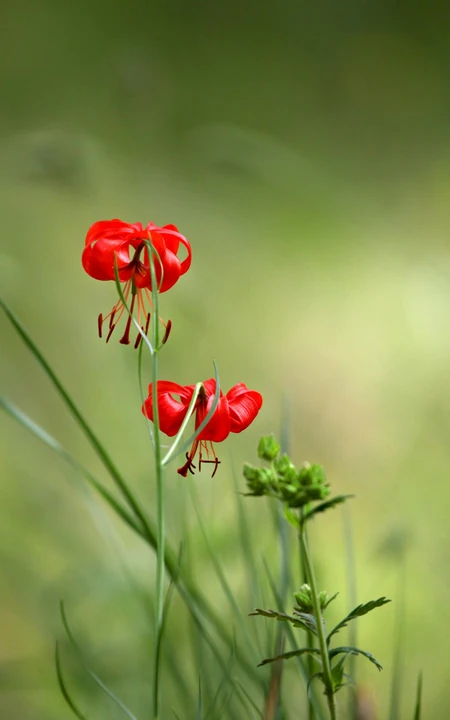 美丽娇艳的山丹花，有斑百合花图片