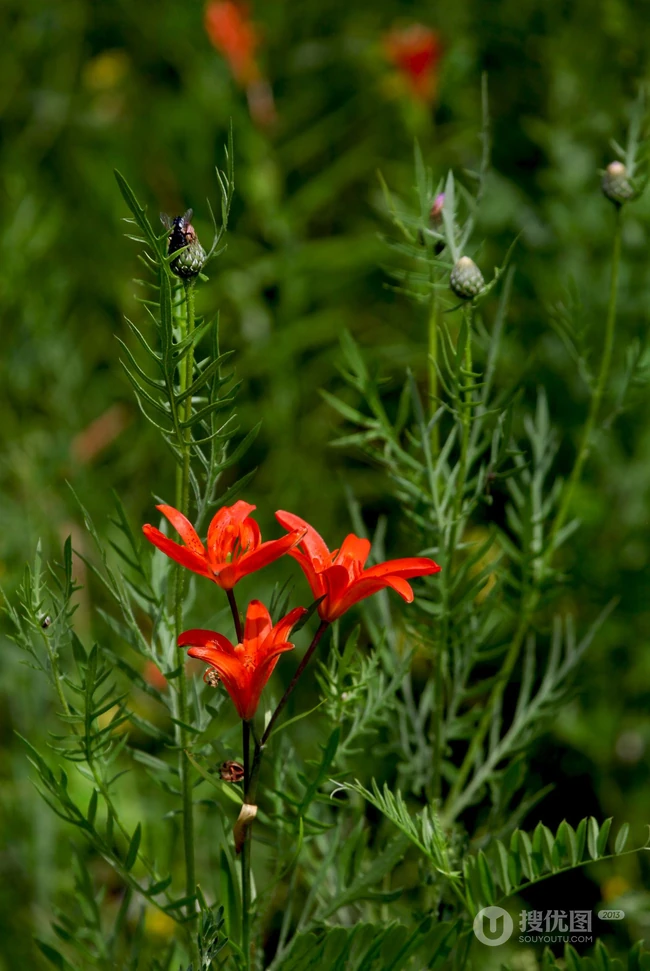 美丽娇艳的山丹花，有斑百合花图片