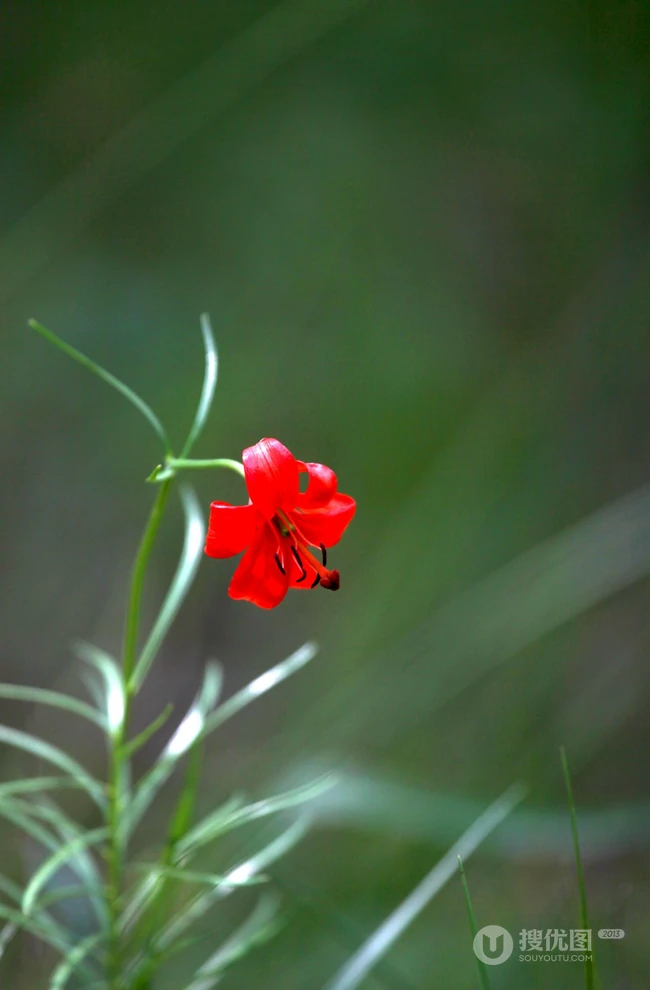美丽娇艳的山丹花，有斑百合花图片