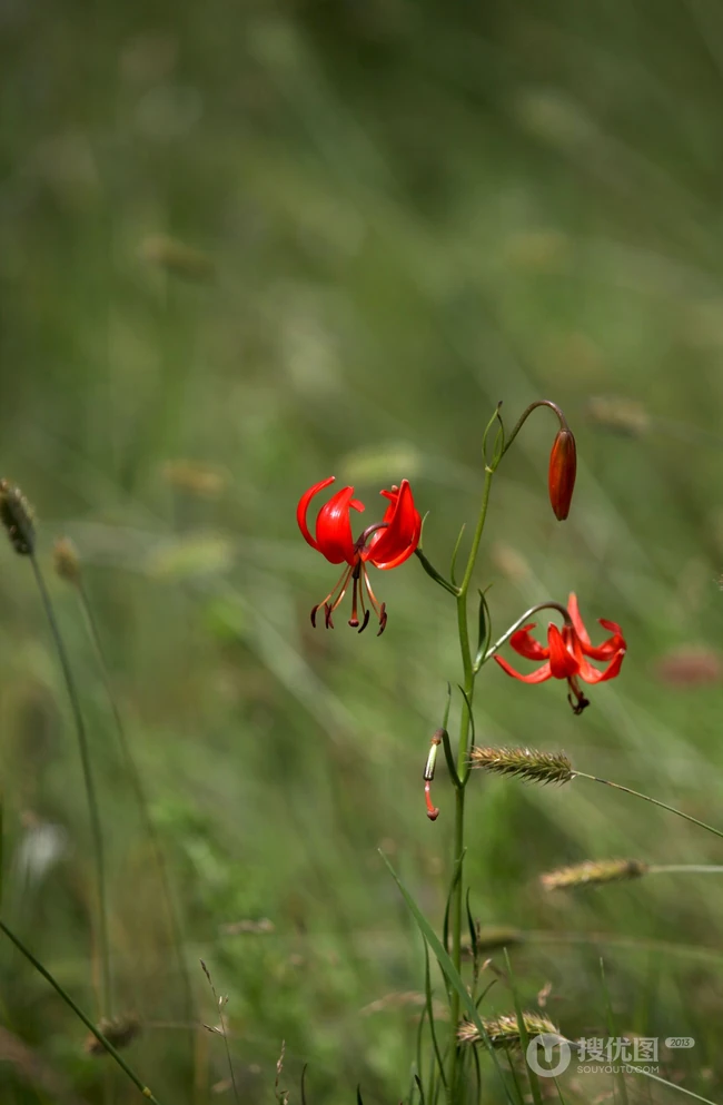 美丽娇艳的山丹花，有斑百合花图片