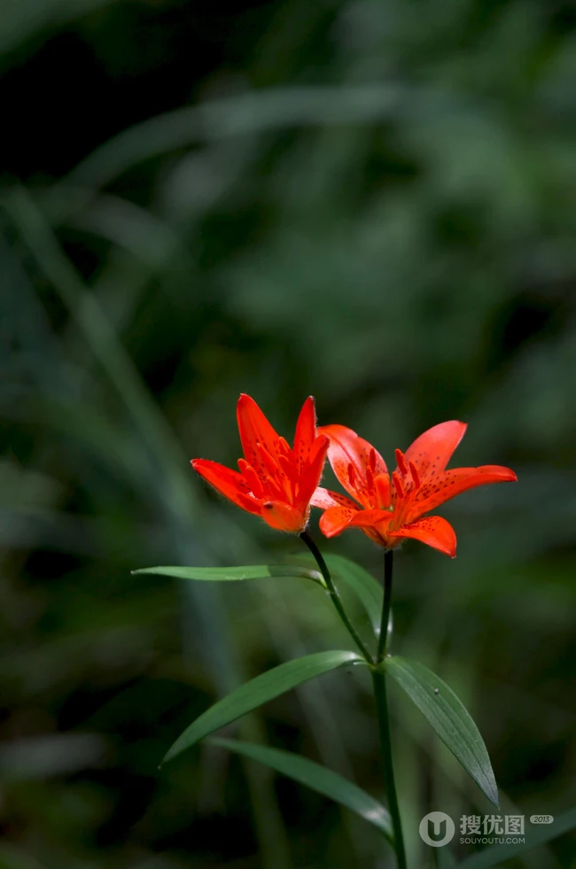 美丽娇艳的山丹花，有斑百合花图片