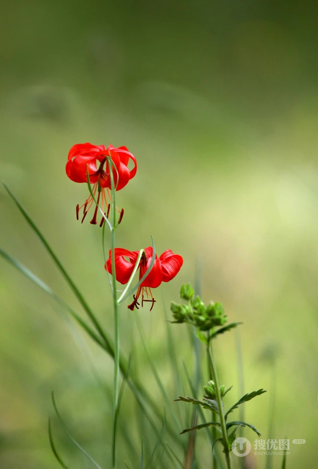 美丽娇艳的山丹花，有斑百合花图片