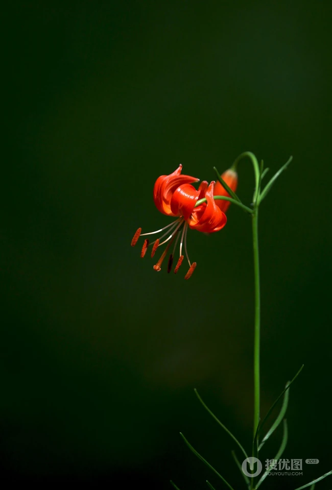 美丽娇艳的山丹花，有斑百合花图片
