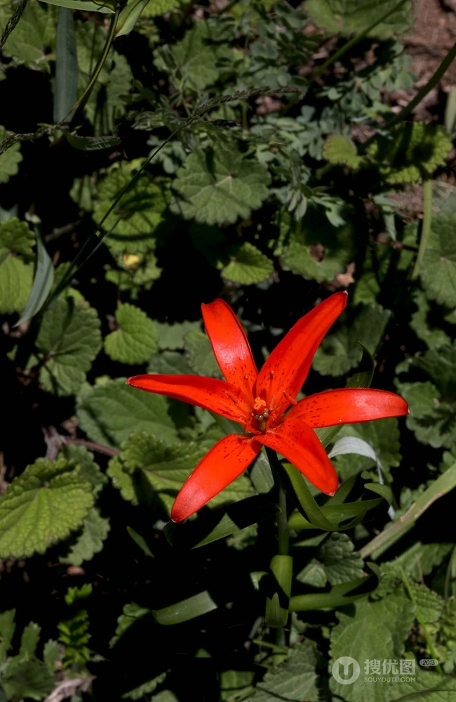 美丽娇艳的山丹花，有斑百合花图片