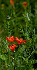 美丽娇艳的山丹花，有斑百合花图片