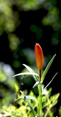 美丽娇艳的山丹花，有斑百合花图片
