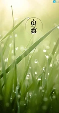 晶莹的露水，露珠，青青的绿叶，白露节气手机壁纸图片