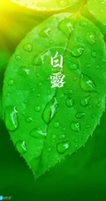 晶莹的露水，露珠，青青的绿叶，白露节气手机壁纸图片
