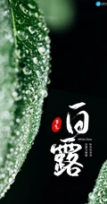 晶莹的露水，露珠，青青的绿叶，白露节气手机壁纸图片