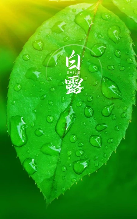 晶莹的露水，露珠，青青的绿叶，白露节气手机壁纸图片