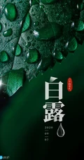 晶莹的露水，露珠，青青的绿叶，白露节气手机壁纸图片
