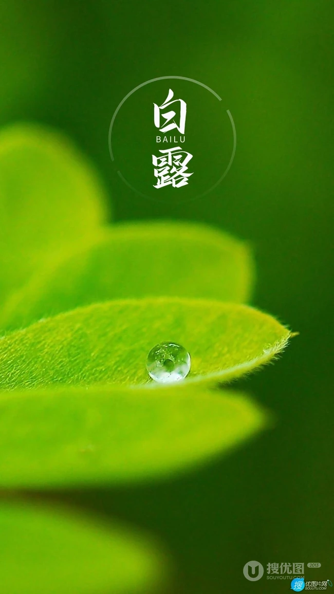 晶莹的露水，露珠，青青的绿叶，白露节气手机壁纸图片