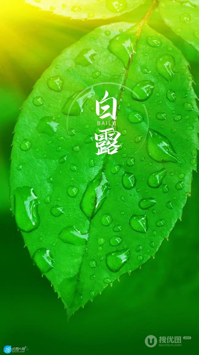 晶莹的露水，露珠，青青的绿叶，白露节气手机壁纸图片