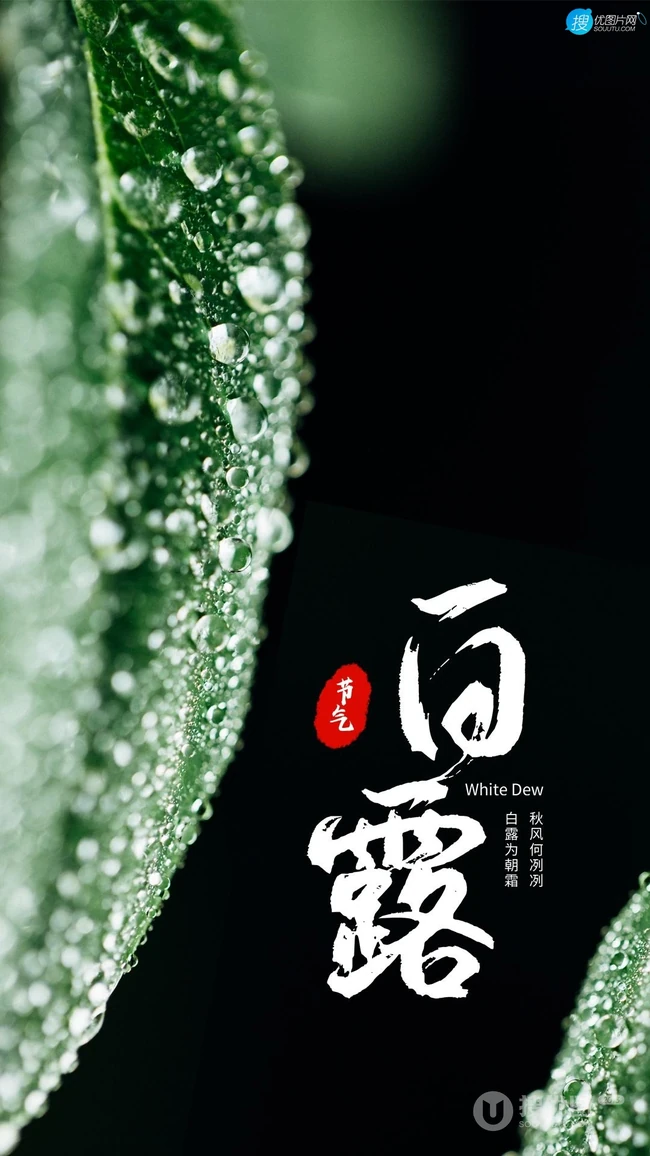 晶莹的露水，露珠，青青的绿叶，白露节气手机壁纸图片