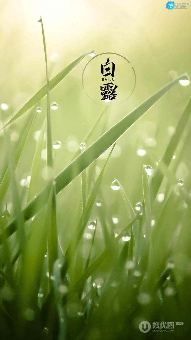 晶莹的露水，露珠，青青的绿叶，白露节气手机壁纸图片