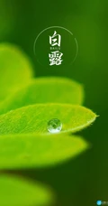 晶莹的露水，露珠，青青的绿叶，白露节气手机壁纸图片