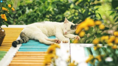 一只在睡觉的可爱猫咪