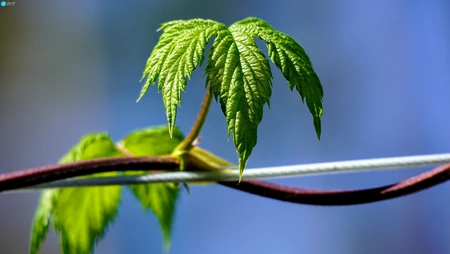 缠绕在挂衣绳上的藤蔓植物清新绿叶壁纸图片