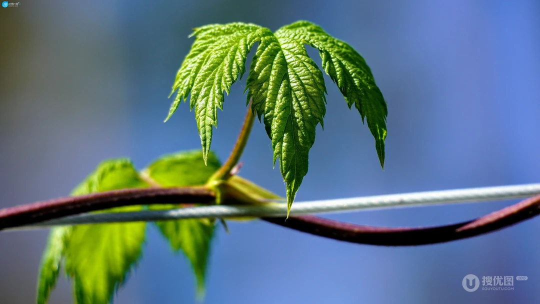 缠绕在挂衣绳上的藤蔓植物清新绿叶壁纸图片