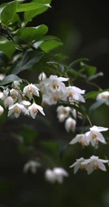 秤锤树，中国特产树种秤锤树花朵，果实，叶子图片