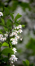 秤锤树，中国特产树种秤锤树花朵，果实，叶子图片