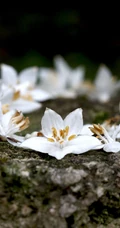 秤锤树，中国特产树种秤锤树花朵，果实，叶子图片