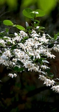秤锤树，中国特产树种秤锤树花朵，果实，叶子图片