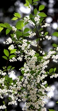 秤锤树，中国特产树种秤锤树花朵，果实，叶子图片