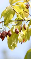 秤锤树，中国特产树种秤锤树花朵，果实，叶子图片