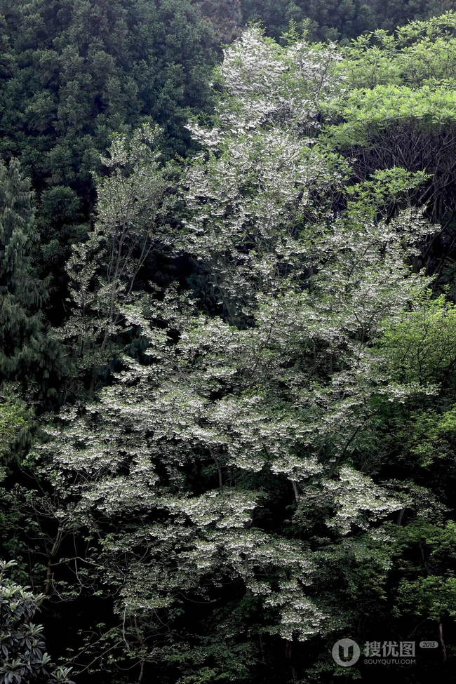 秤锤树，中国特产树种秤锤树花朵，果实，叶子图片