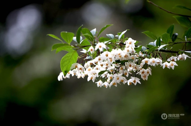 秤锤树，中国特产树种秤锤树花朵，果实，叶子图片