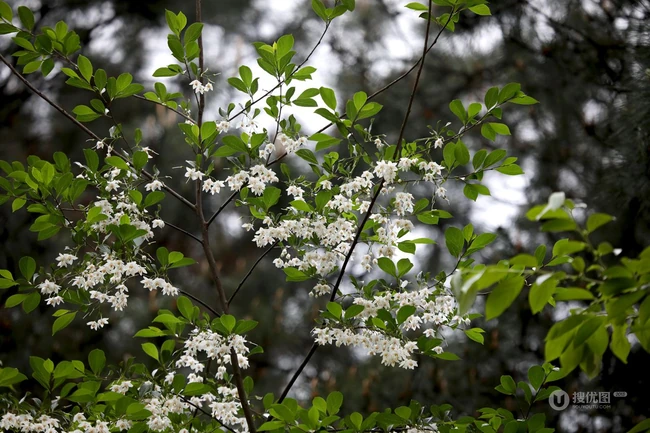 秤锤树，中国特产树种秤锤树花朵，果实，叶子图片