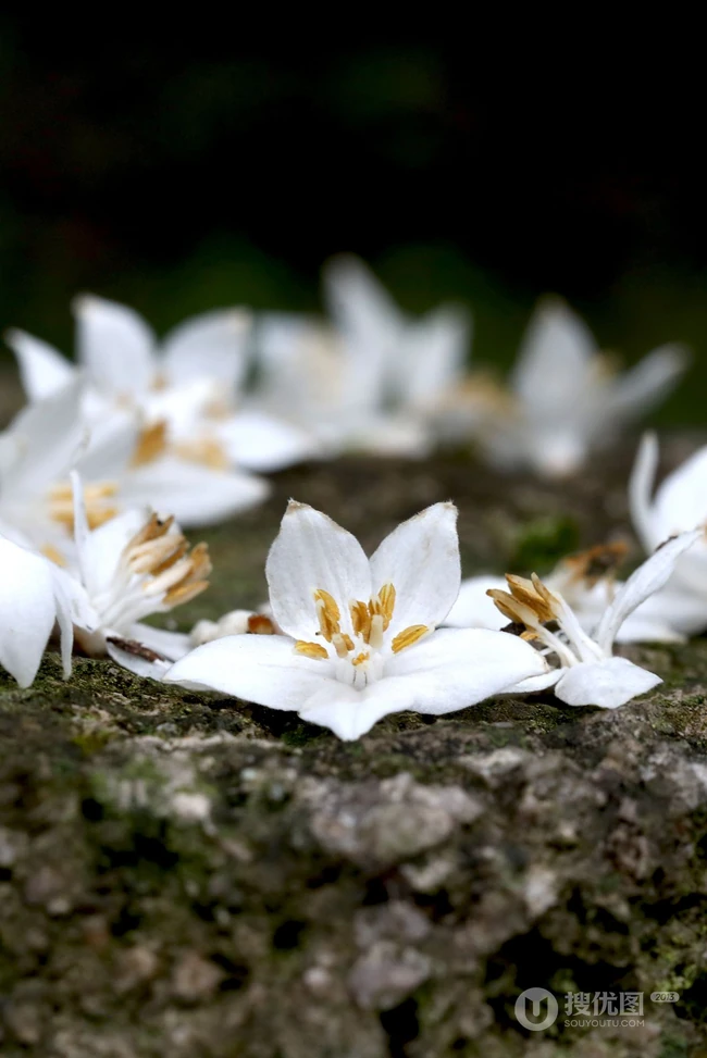 秤锤树，中国特产树种秤锤树花朵，果实，叶子图片