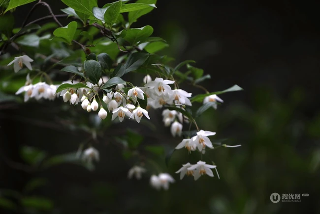 秤锤树，中国特产树种秤锤树花朵，果实，叶子图片