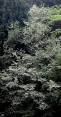 秤锤树，中国特产树种秤锤树花朵，果实，叶子图片