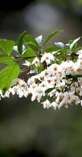 秤锤树，中国特产树种秤锤树花朵，果实，叶子图片